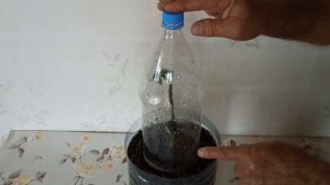 Как укоренить розу из букета Результат 100% Самый легки?