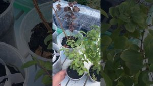 Индийская сирень/лагерстремия из семян простыми слов?