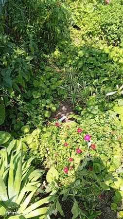 бюджетно без прополки полисадник