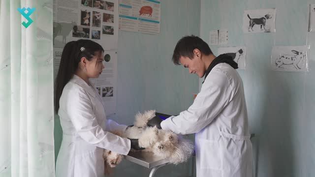 Почему ветеринария про не любовь к животным? | Реальный опыт для студентов-ветеринаров