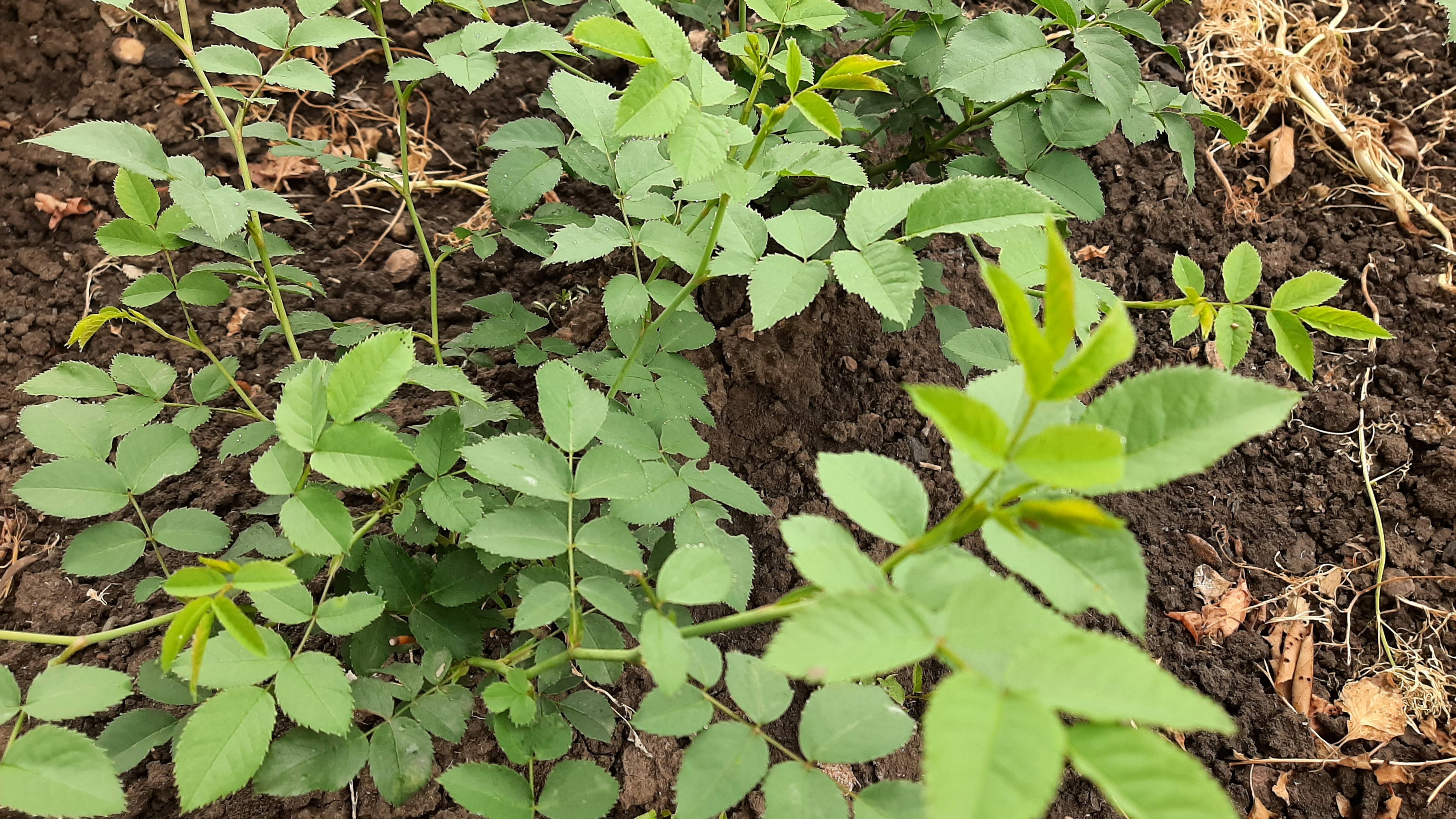 Молодежь под прививку Ростовская область май 2025