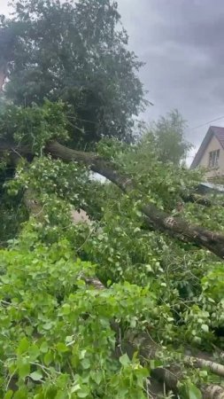 На Динамовской упало дерево
