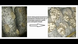 Влажность и температура для выращивания вешенки.