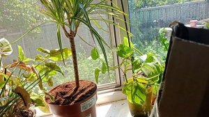 Уценка посылка Драцена Санрайз и Корделина