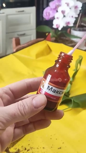 Спасение монстеры. смотреть онлайн