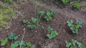 Прибираюсь ,обзор теплиц ,букет.