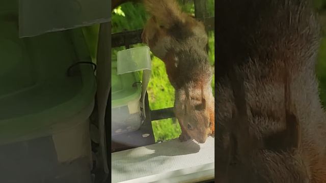 Беременная белка ест без остановки смотреть онлайн