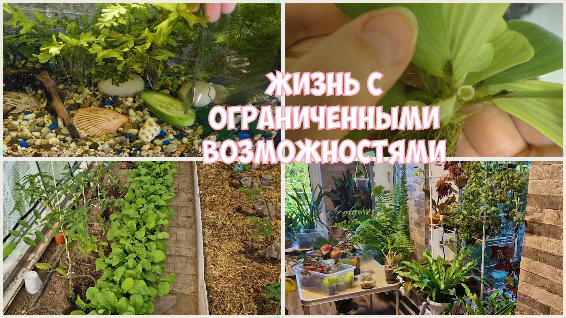 Чищу ВОДОРОСЛИ и кормлю рыб ОГУРЦОМ. Обзор ЦВЕТОВ и О рабочей ЗОНЕ в ЦК.