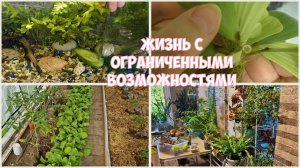 Чищу ВОДОРОСЛИ и кормлю рыб ОГУРЦОМ. Обзор ЦВЕТОВ и О рабочей ЗОНЕ в ЦК.