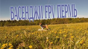 БАСЕНДЖИ FPV ПЕРМЬ - ЛЕТЯЩЕЙ ПОХОДКОЙ FPV