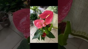 Антуриум Колорадо. Невероятный красавчик! #кімнатнікв