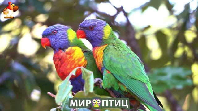Мир птиц – красота и грация пернатых созданий Природы 🦩🦚🦜 Выпуск (186) 🦉🐦🐤