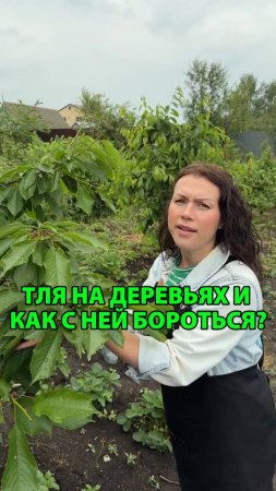 Тля на деревьях как с ней бороться