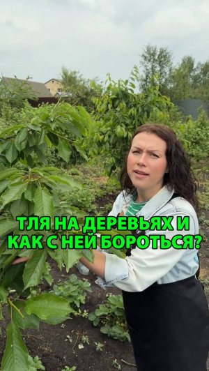 Тля на деревьях как с ней бороться