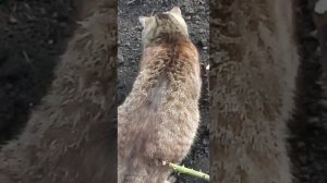 Воробей на заборе