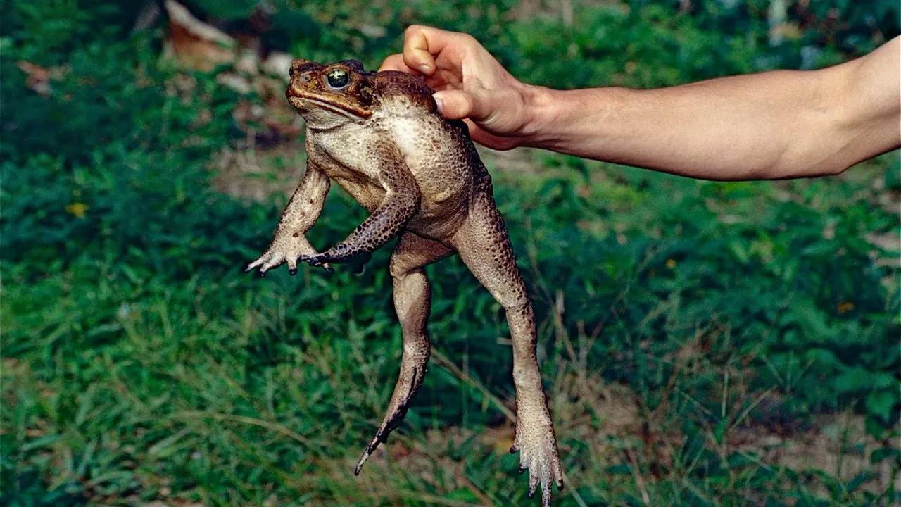 Жабы-Монстры... Самые огромные лягушки в мире!