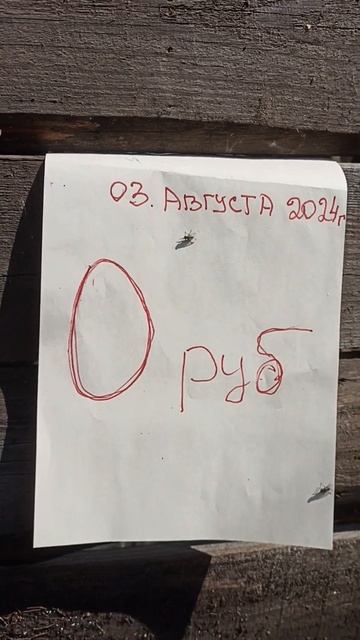 Сибирь,строим тёплый курятник 😏 03.08.24г.