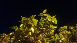 Листья сирени, ночь, кот хрустит едой