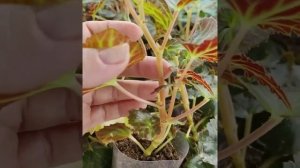 Бегония ЭЛАТИОР, беликония формирование куста