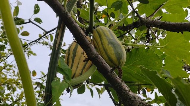 Тыква Honey boat delicata или Медовая лодка Деликата. смотреть онлайн