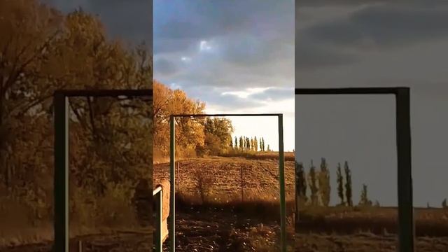 Размножение туи #туя смотреть онлайн