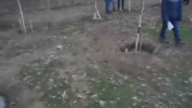 посадка Березовий сад з 100 молодих дерев з'явився на жи смотреть онлайн