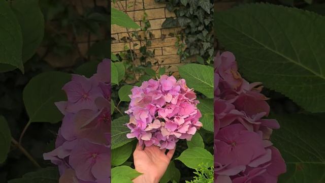 Гортензии в зеленом доме. #гортензия #зеленыйдом #пяти? смотреть онлайн