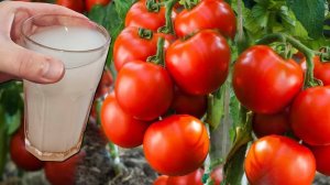 🍅🌶️🥒Секрет здоровых томатов, перца и огурцов – плодоносят всё лето! 🌿💪