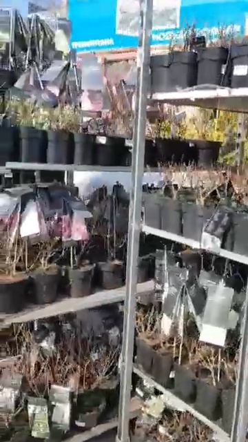 Купить Гортензию АЛЕКС ШУМАХЕР #ГОРТЕНЗИЯ #КУПИТЬГОРТ смотреть онлайн