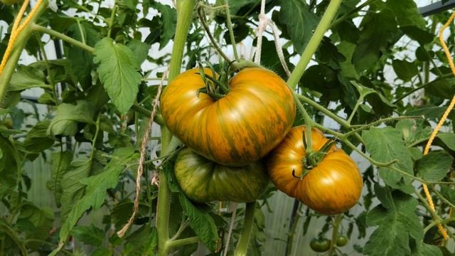 Томат Зебра желтая. Урожайный трудяга! смотреть онлайн