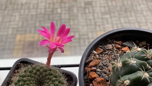 Цветение кактусов 🌵☀️