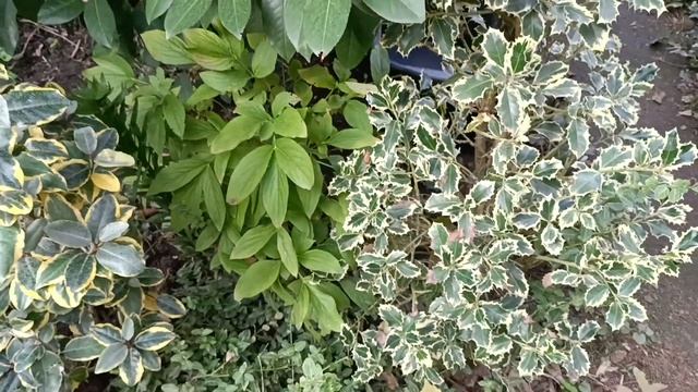 Южный сад осенью!Коллекция Падубов,Элеагнусов,Береск?