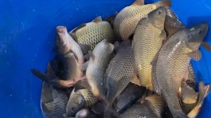 Запуск карпа в водоем