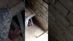 Мини-экскаватор RED Rhino ре-5022 поломка гидроцелиндра на п