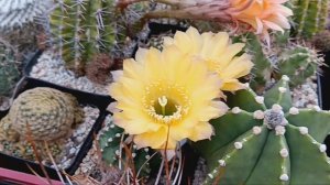 Цветущие редкие кактусы.Эхинопсисы.Лобивии.