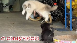 Приколы с котами! - С ОЗВУЧКОЙ! Смешные видео про котов! Самые смешные животные!