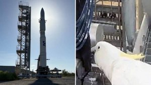 Попугай перегрыз провода и сорвал запуск ракеты в Австралии
