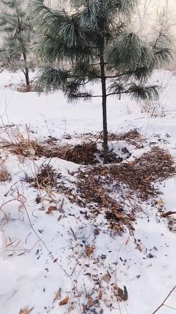 Мульчирование Сосны Сибирской Кедровой древесной щеп смотреть онлайн