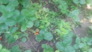 VID_20250605_125437.mp4