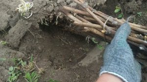 Рязань Виноград у дома