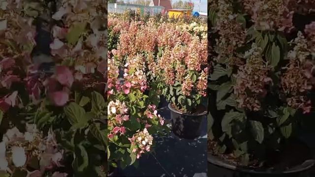 Наше путешествие в Самарский питомник ГОРТЕНЗИЙ!!! час