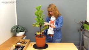 Формирование фикуса Лирата Бамбино (ч.2).