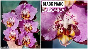 Phal. Black Piano 🎹
Второе цветение шедевральной азиатской орхидеи бабочки Блэк Пьяно 🌸 Обзор