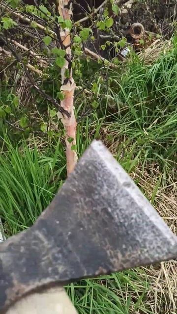 Во поле берёза стояла #shorts смотреть онлайн