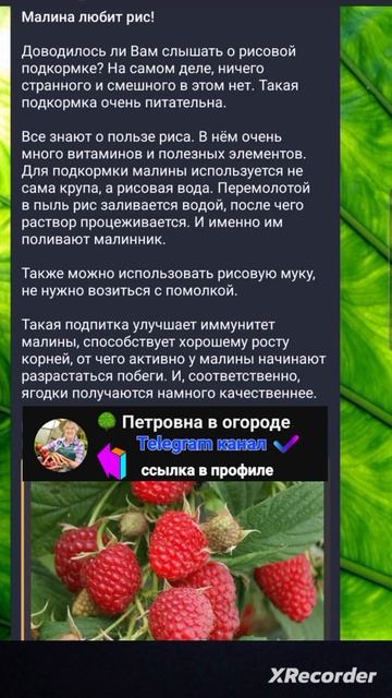 🌺Рисовая подкормка для Малины смотреть онлайн