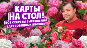 КАРТЫ НА СТОЛ! Все секреты выращивания древовидных пионов!
