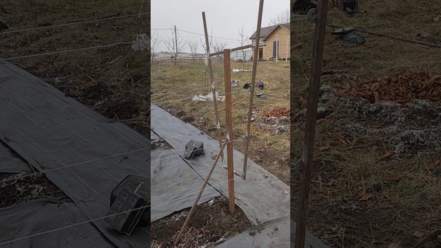 Шпалера для малины #дача #сад #огород #малина #шпалера