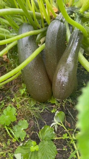 Стали понятны причины распространения борщевика! #бор смотреть онлайн