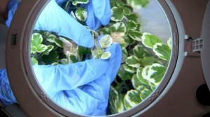 5 июня  -  день создания Государственной службы карантина растений в России