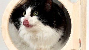 Видео из приюта "Котодетки"